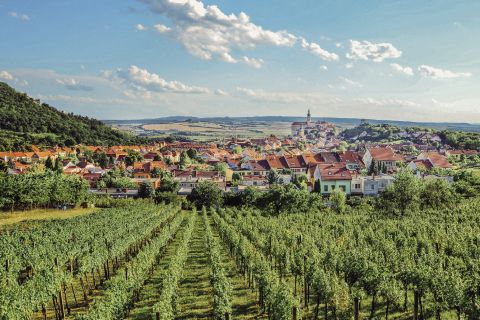 Vinice pod Svatým kopečkem s výhledem na Mikulov